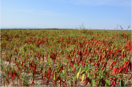 Ұɽ���r(ji��)��