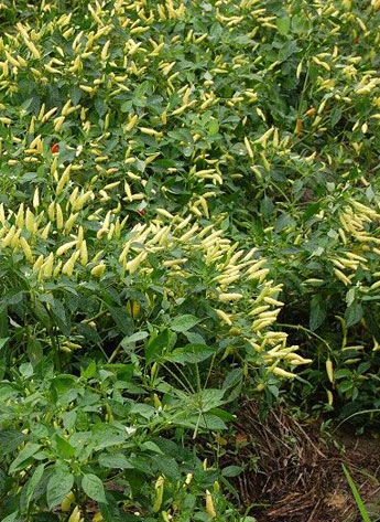 ������������������12�f(w��n)SHU)