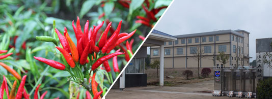 �t̫ꖸ���������������6�f����SHU��