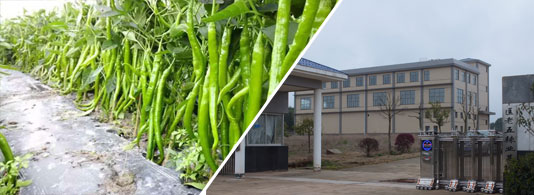 ������΢���� 2�f-3�fSHU��