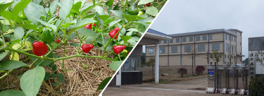 ���\������������5�f(w��n)����SHU��