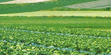 ÷�ɲ˻��طNֲ