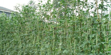 �����嶹�ǷNֲ����