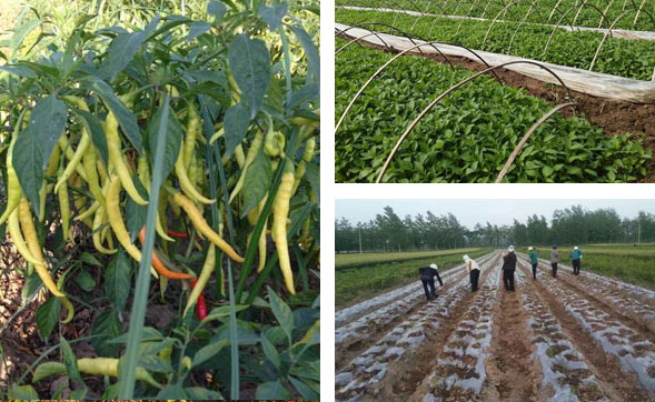 ���������l(f��)�Ј�