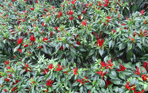 ��偌��ø�����