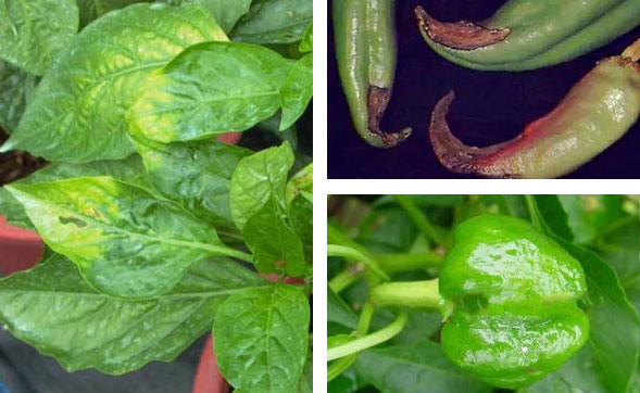 С�׽����l(f��)