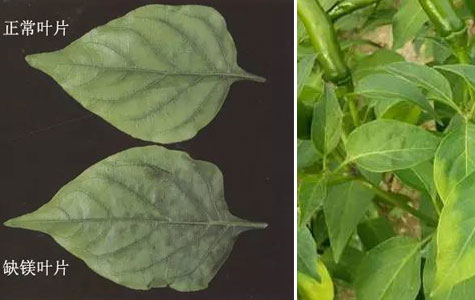 С�׽����l(f��)