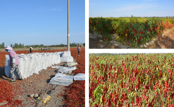 �ɳ��콷���l(f��)