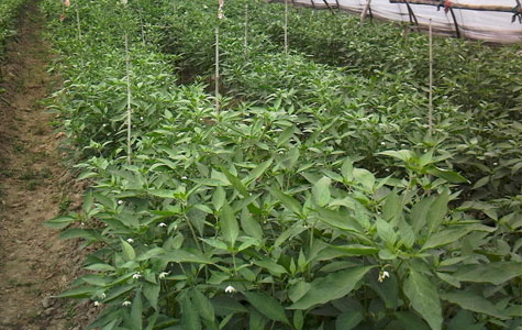 Ұɽ���r(ji��)��