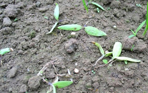 ���콷���l(f��)