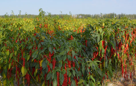 �������Ј�(ch��ng)����